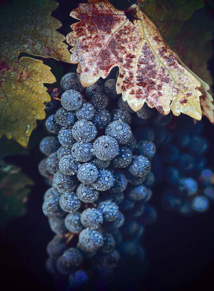 MORNING VINES