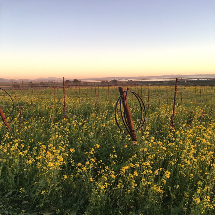 Mustard to san Pablo2